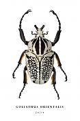goliathus orientalis
